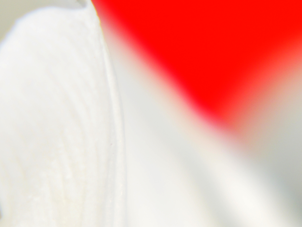tulip　ー White＆red ー