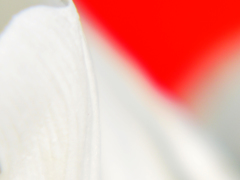 tulip　ー White＆red ー