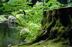 苔生