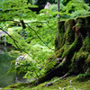 苔生