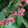 ことのはつむぐ花