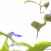 つきくさ