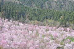 桜峠