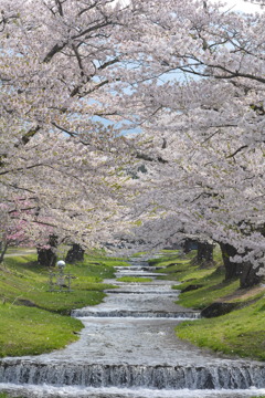 観音寺川の桜吹雪