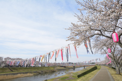 釈迦堂川の桜と鯉のぼり