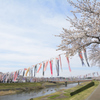 釈迦堂川の桜と鯉のぼり