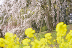 内出の桜