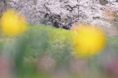 石部桜