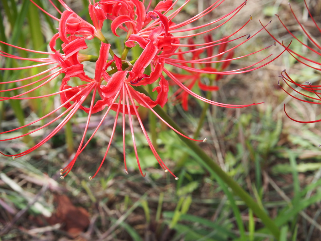 曼珠沙華