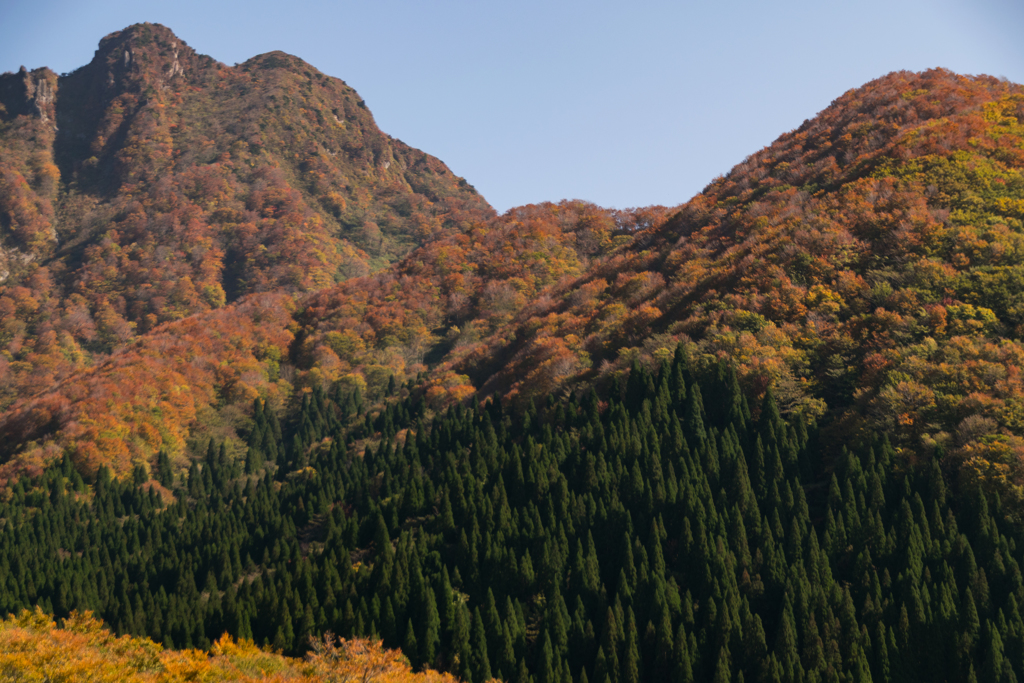 大山環状道路紅葉