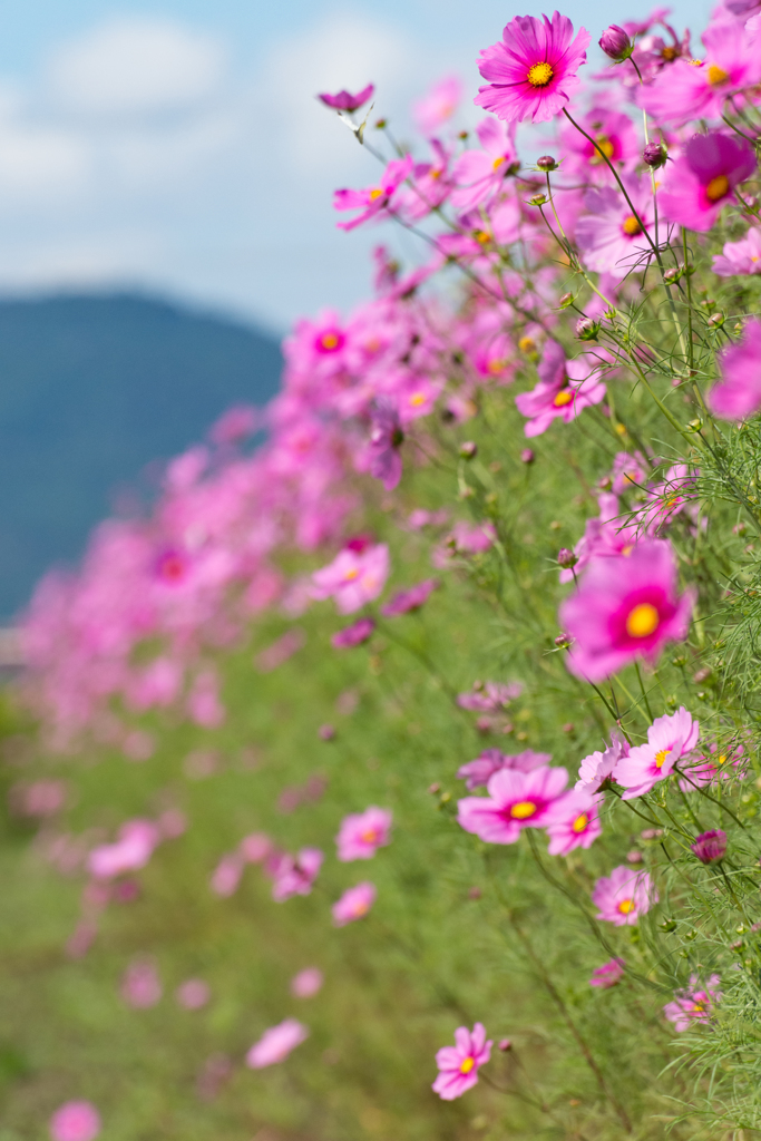 秋桜