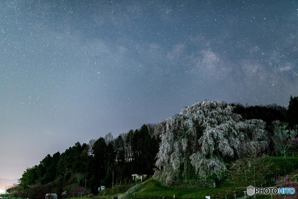 又兵衛桜と天野川