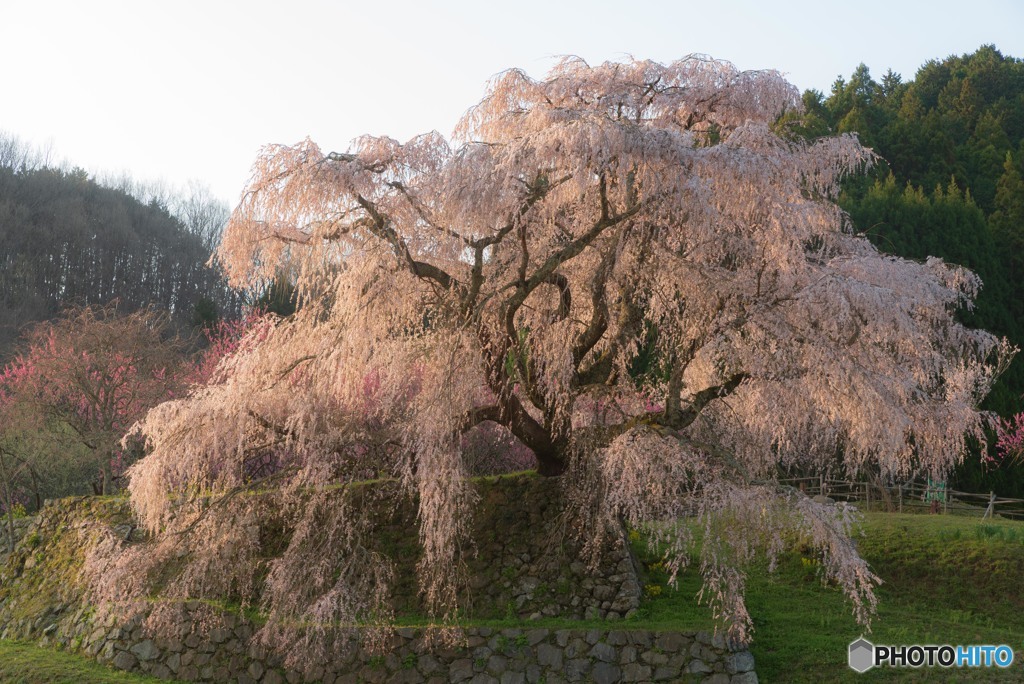 THE　又兵衛桜