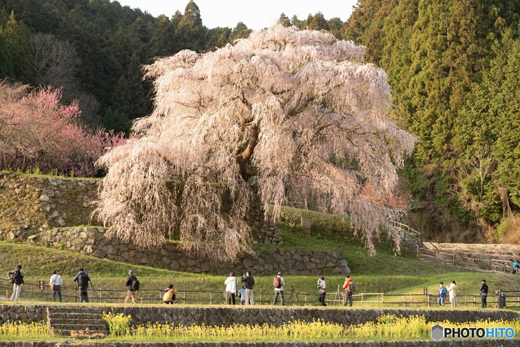 THE　又兵衛桜