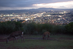 奈良若草山夜景と鹿