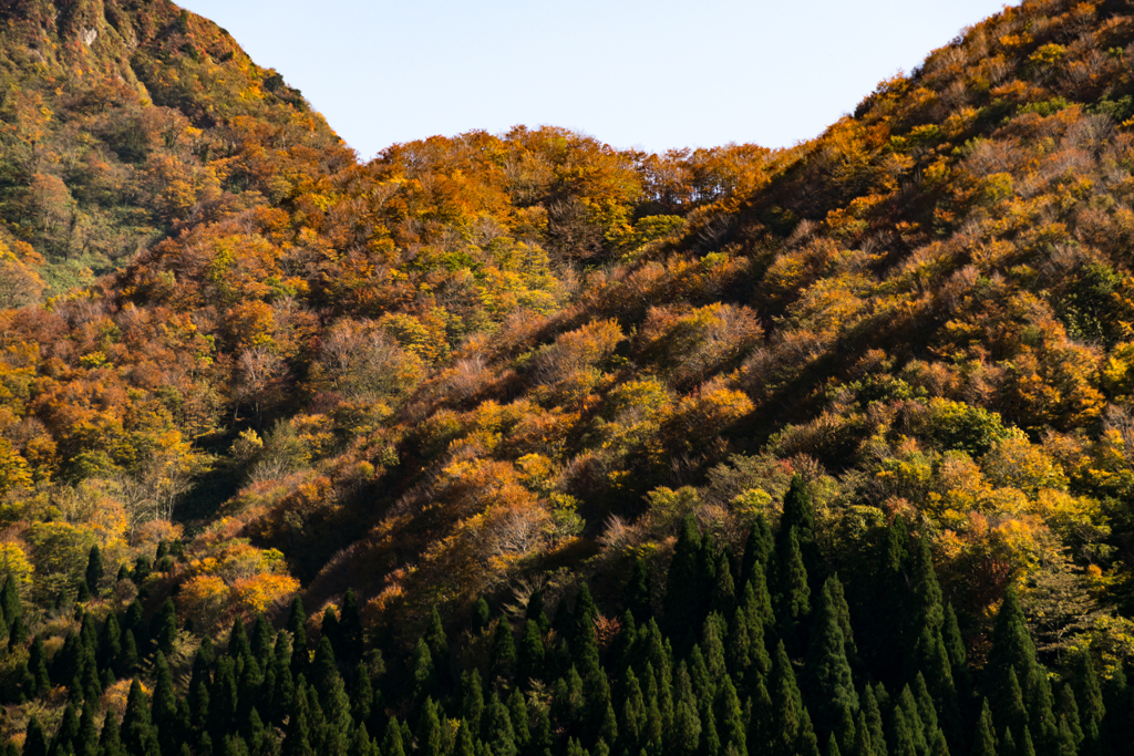 大山環状道路紅葉