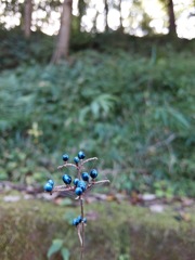 DSCF1203 (1)
