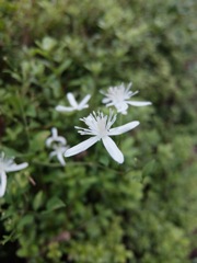 DSCF1009