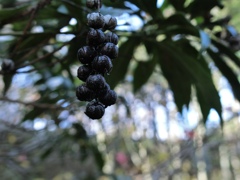 fullsizeoutput_7d6c