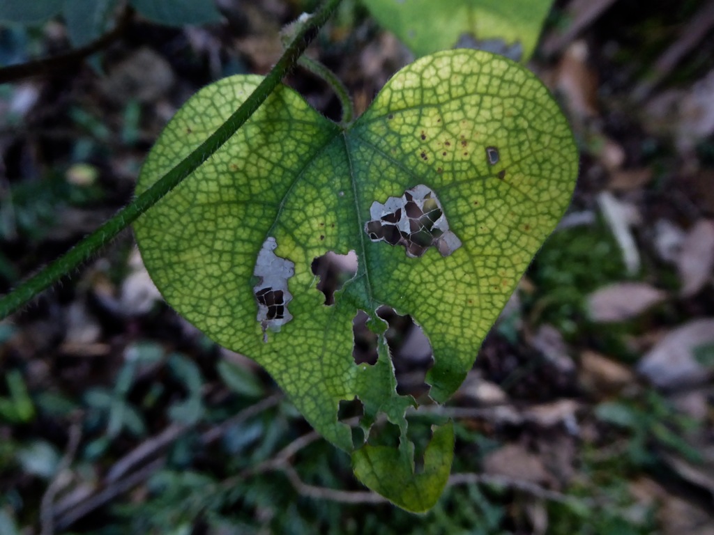 P1000806