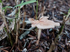 DSCF1001