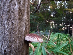 DSCF0965