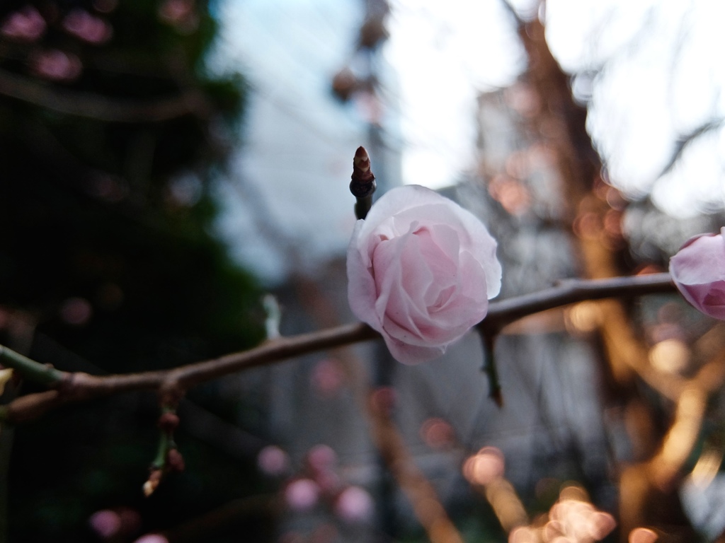 fullsizeoutput_8176