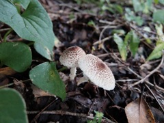DSCF1018