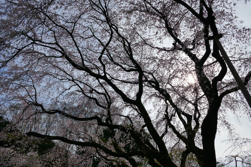 P1030131