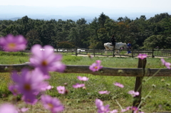 DSC02906