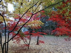 CIMG0272