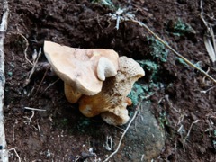 DSCF0995