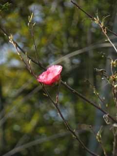 P1010716