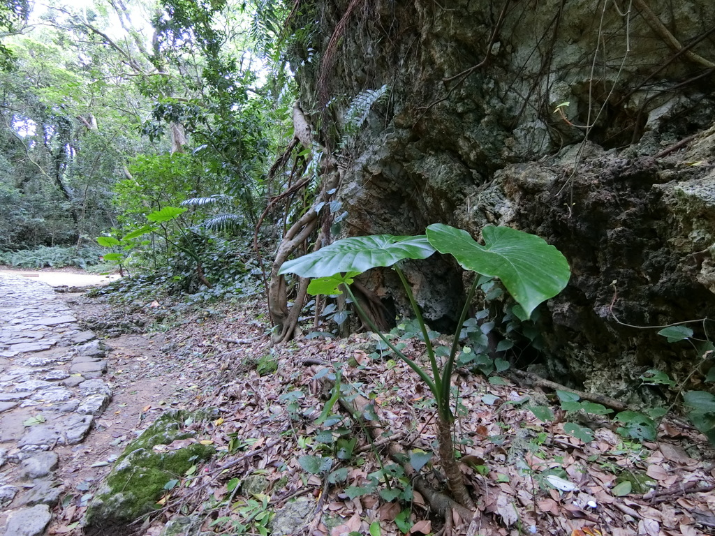 CIMG1825