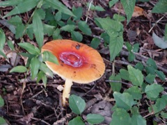 DSCF1025