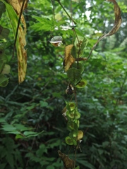 IMGP0141