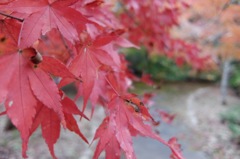 DSCF1550