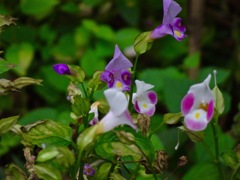 DSC00106