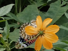 DSCF1158