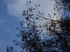 DSCF0966