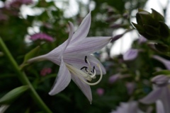 fullsizeoutput_8622