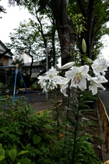 fullsizeoutput_8625