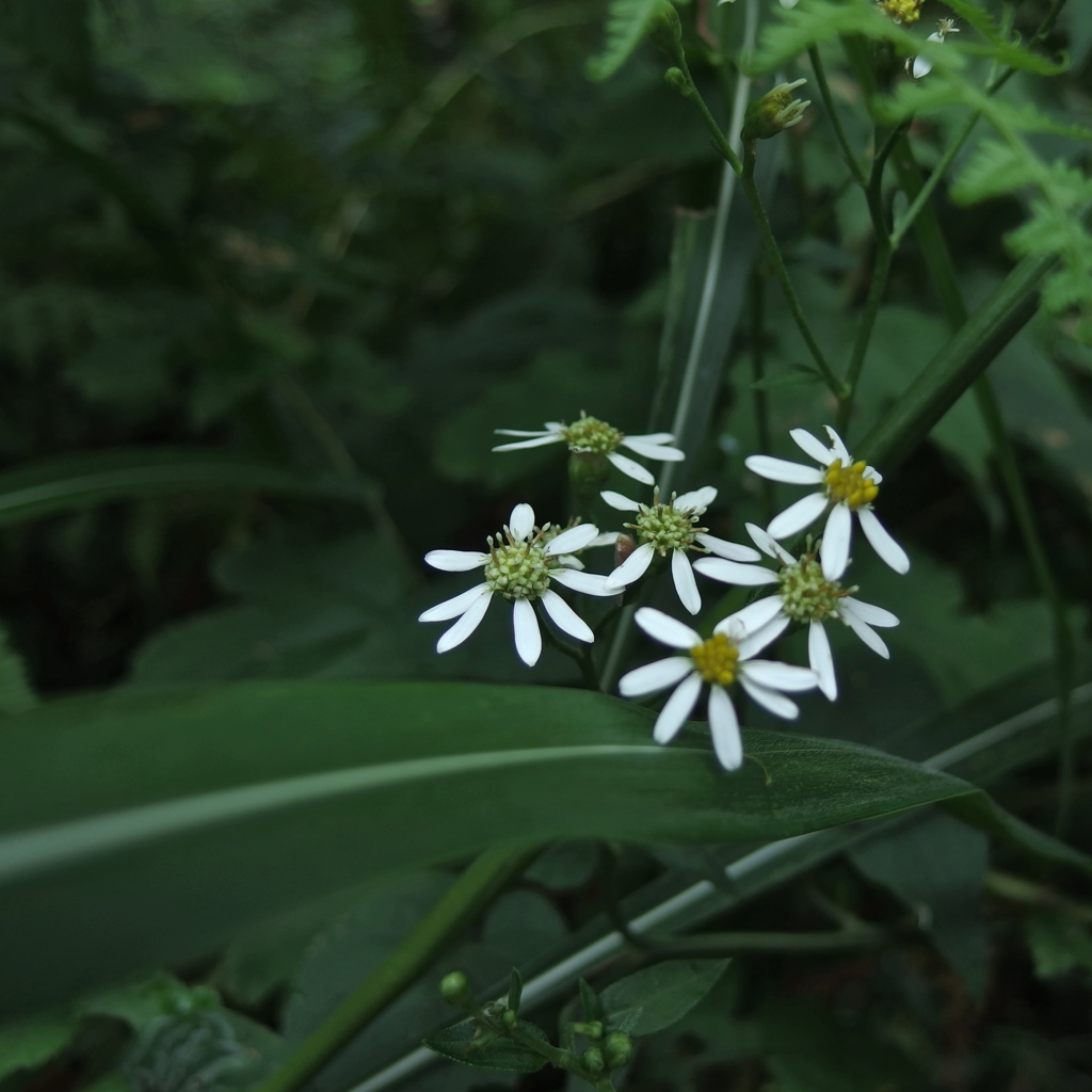IMGP0139