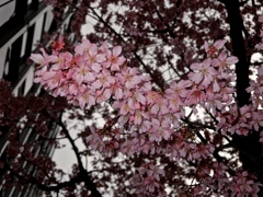 fullsizeoutput_8181
