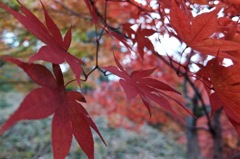 DSCF1558