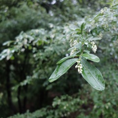 DSCF0561