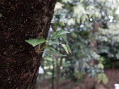 DSCF0739