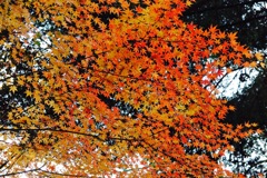 IMG_1175
