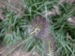 DSCF1173