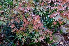 DSCF1538